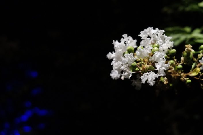 Suzhou Garden Flower