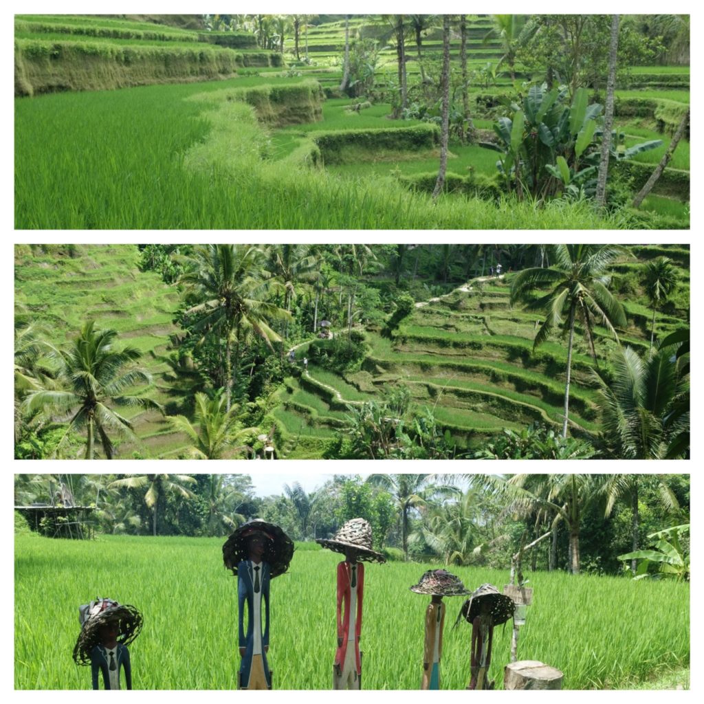 superbes plantations de riz en terrasse
