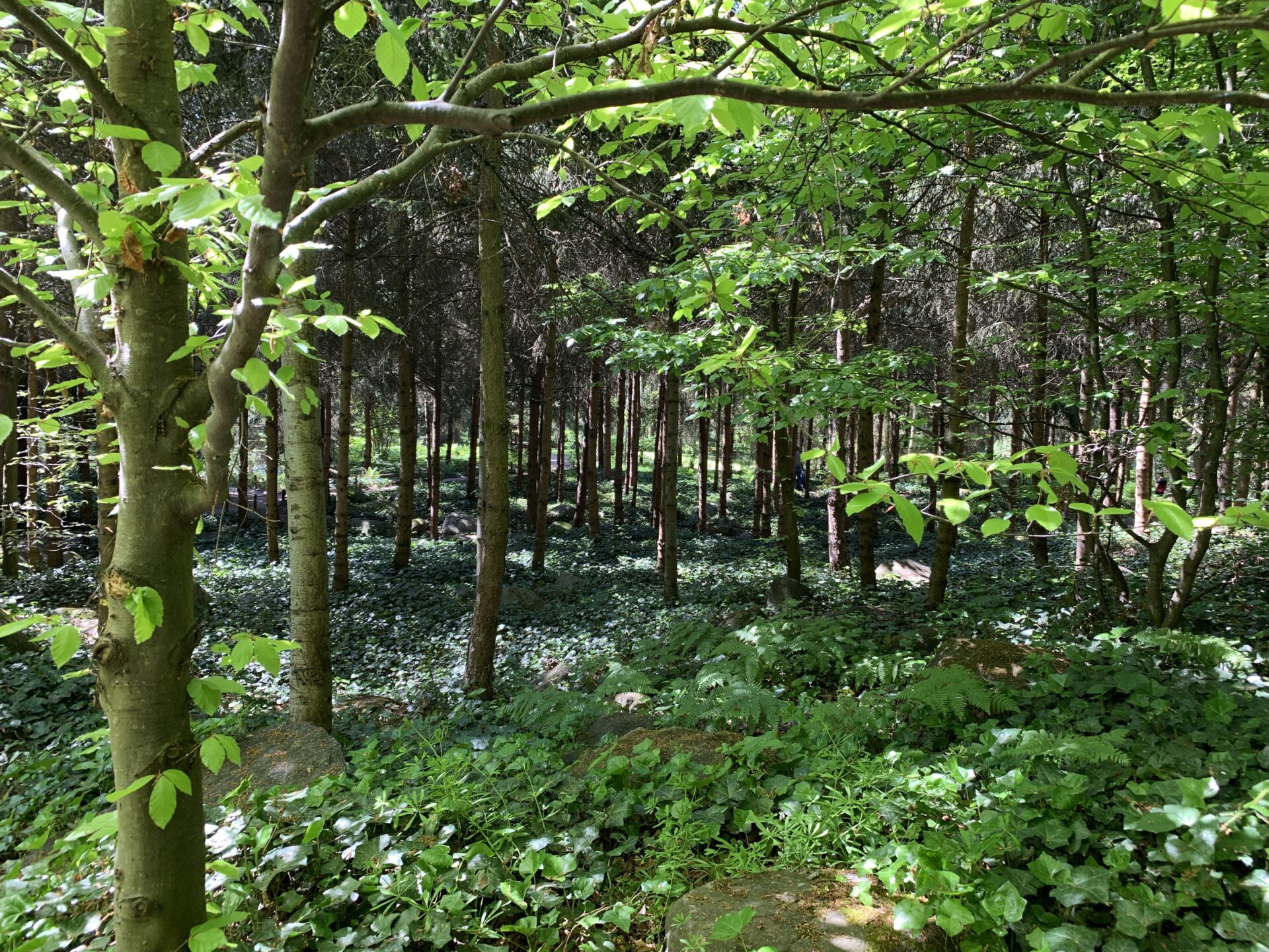 Jardin Albert Khan - Les sous bois