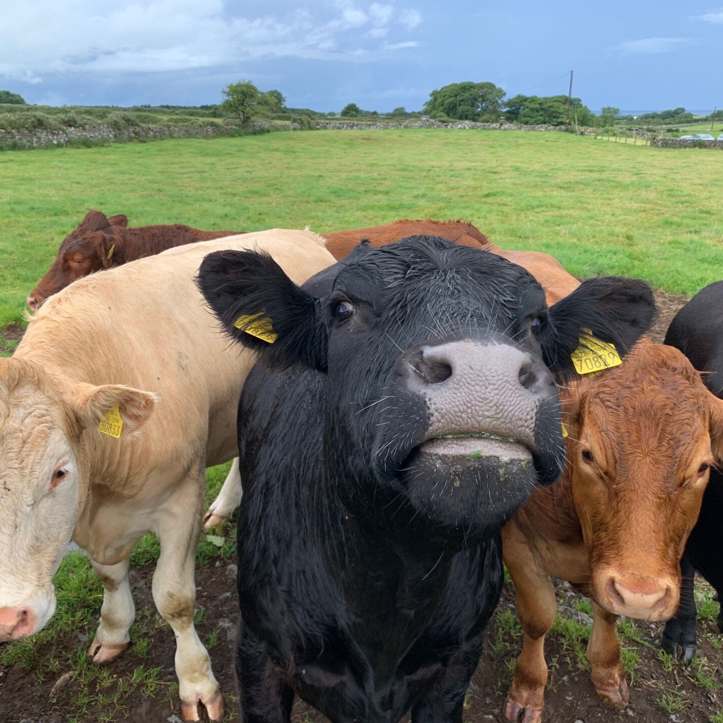 Animaux d'irlande : les vaches