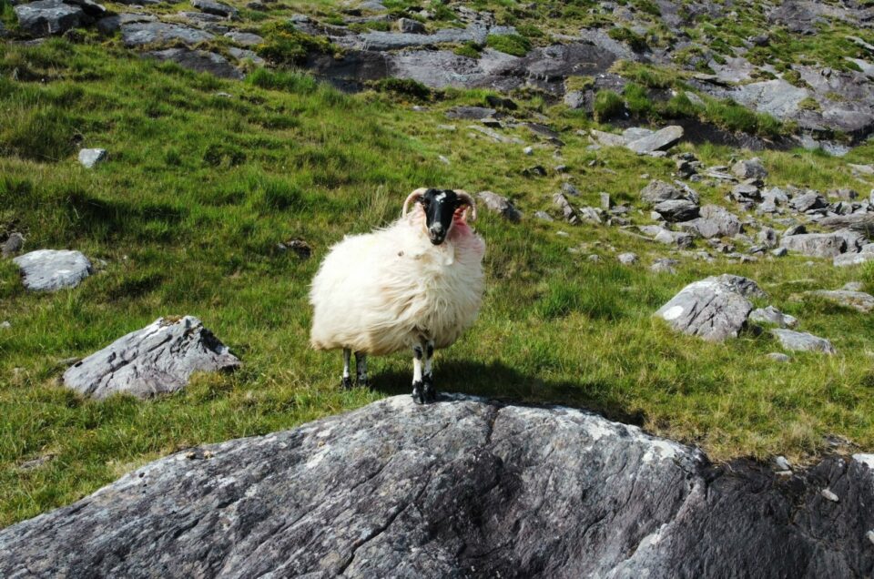Mouton au coeur de l'Irlande