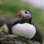 Macareux sur Skellig Island - Irlande